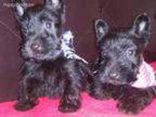 Scottish Terrier Puppy for sale in Borrego Springs, CA, USA