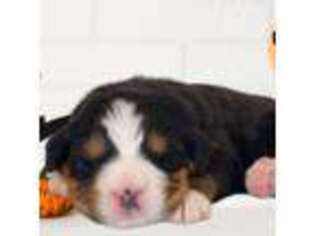 Bernese Mountain Dog Puppy for sale in Westminster, CO, USA