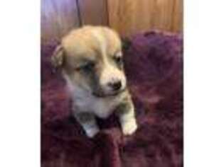 Pembroke Welsh Corgi Puppy for sale in Washoe Valley, NV, USA