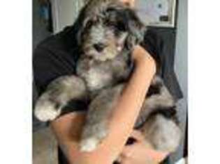 Mutt Puppy for sale in O Fallon, MO, USA