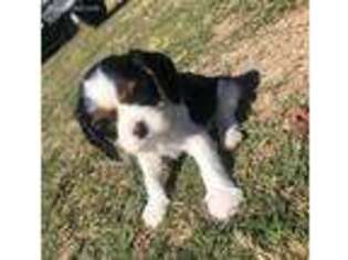 Cavalier King Charles Spaniel Puppy for sale in Houston, TX, USA