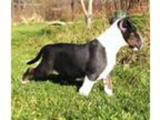 Bull Terrier Puppy for sale in Minerva, OH, USA