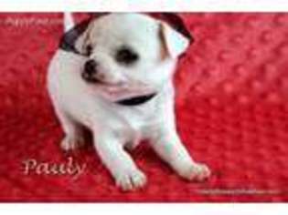Chihuahua Puppy for sale in Killeen, TX, USA