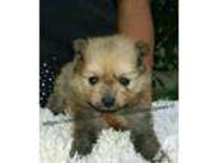 Mutt Puppy for sale in LA PORTE, TX, USA