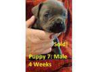 Cane Corso Puppy for sale in Dublin, VA, USA