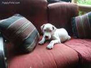 Dogo Argentino Puppy for sale in Milton, FL, USA