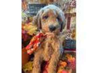 Mutt Puppy for sale in Lake Charles, LA, USA