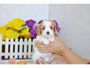 Cavalier King Charles Spaniel Puppy for sale in Gothenburg, NE, USA