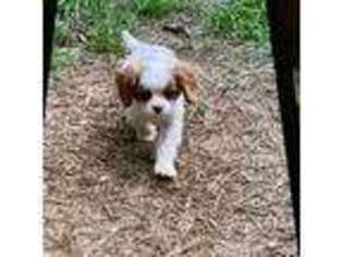 Cavalier King Charles Spaniel Puppy for sale in Willis, TX, USA