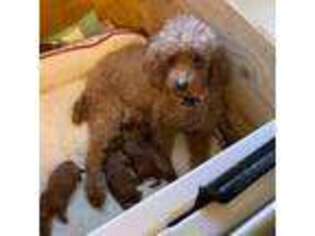 Mutt Puppy for sale in Orange Grove, TX, USA