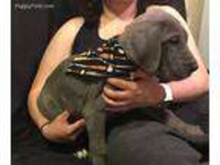 Great Dane Puppy for sale in Harrisburg, PA, USA