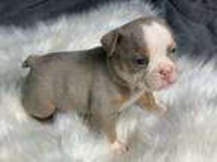 Bulldog Puppy for sale in Cheshire, CT, USA
