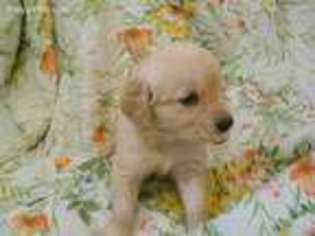 Golden Retriever Puppy for sale in Mendota, IL, USA