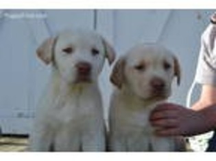 Labrador Retriever Puppy for sale in Dyke, VA, USA