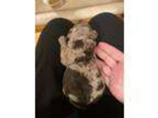 Mutt Puppy for sale in Rensselaer, IN, USA