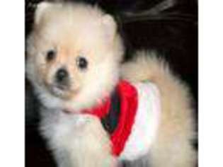 Pomeranian Puppy for sale in Westport, MA, USA