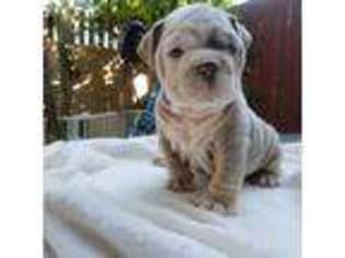 Bulldog Puppy for sale in Daly City, CA, USA