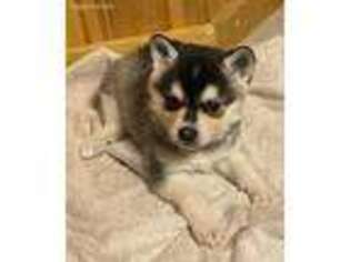 Alaskan Klee Kai Puppy for sale in Shepherd, MT, USA