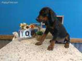 Doberman Pinscher Puppy for sale in Arlington, TX, USA
