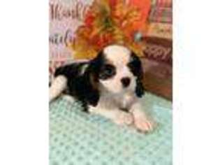 Cavalier King Charles Spaniel Puppy for sale in Palmyra, VA, USA