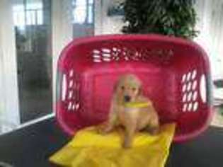 Golden Retriever Puppy for sale in NORWALK, CT, USA