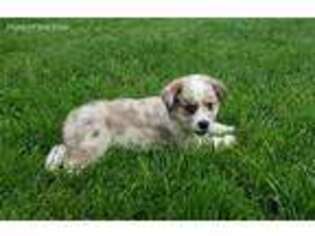 Australian Shepherd Puppy for sale in Harrison, MI, USA