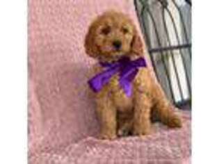 Mutt Puppy for sale in Van, TX, USA