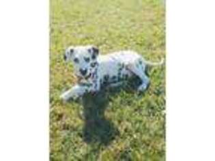 Dalmatian Puppy for sale in Crossville, TN, USA