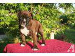 Boxer Puppy for sale in CLEVER, MO, USA