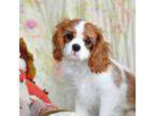 Cavalier King Charles Spaniel Puppy for sale in Bowie, MD, USA