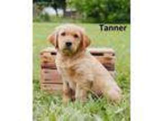 Golden Retriever Puppy for sale in Lisbon, OH, USA