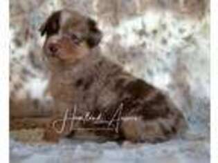 Australian Shepherd Puppy for sale in Amboy, IL, USA