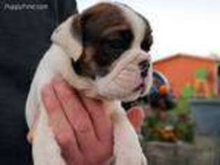 Bulldog Puppy for sale in Glasgow, KY, USA