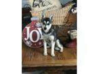 Alaskan Klee Kai Puppy for sale in Mayslick, KY, USA