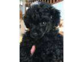 Mutt Puppy for sale in Batesville, IN, USA