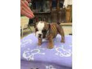 Bulldog Puppy for sale in Rockwall, TX, USA
