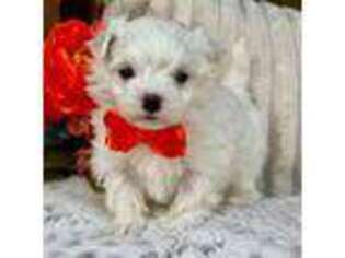 Maltese Puppy for sale in Lena, LA, USA