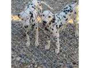 Dalmatian Puppy for sale in Long Beach, CA, USA