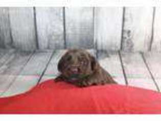 Labrador Retriever Puppy for sale in Murphy, NC, USA