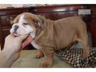 Bulldog Puppy for sale in Harrisburg, PA, USA