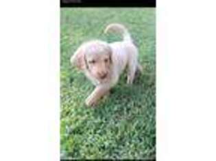 Labradoodle Puppy for sale in Norman, OK, USA