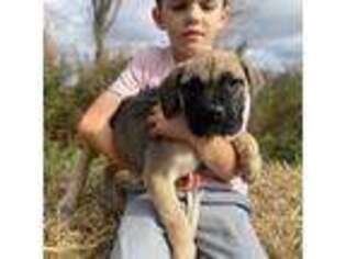 Boerboel Puppy for sale in Lowville, NY, USA