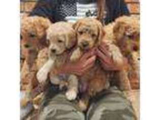 Goldendoodle Puppy for sale in Artesia, NM, USA