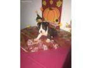 Boston Terrier Puppy for sale in Success, AR, USA