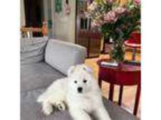 Samoyed Puppy for sale in Jacksonville, FL, USA