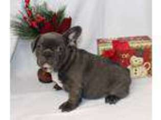 French Bulldog Puppy for sale in Ralston, OK, USA