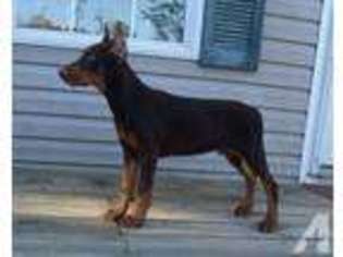 Doberman Pinscher Puppy for sale in JACKSONVILLE, AL, USA