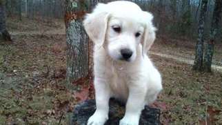 Golden Retriever Puppy for sale in Dunlap, TN, USA