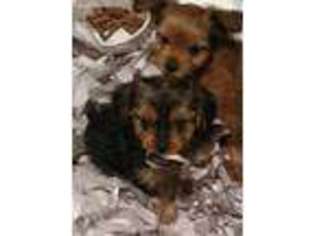 Yorkshire Terrier Puppy for sale in Lake Village, IN, USA