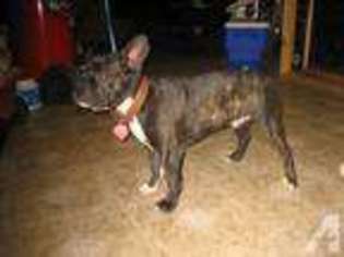 French Bulldog Puppy for sale in LAKE PARK, GA, USA